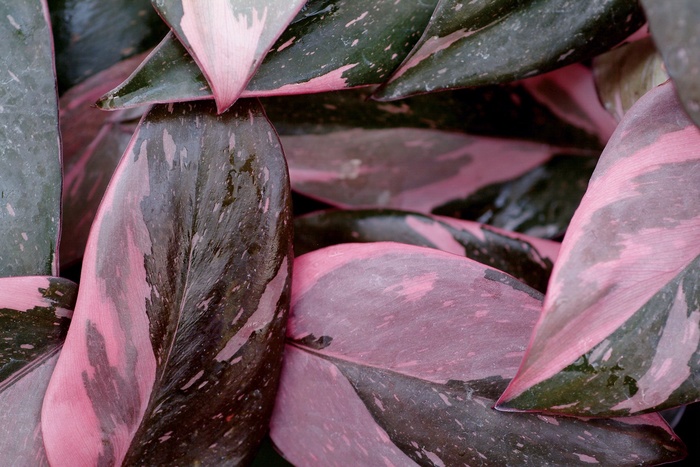 ''Pink Princess'' - Philodendron erubescens COPY from Paradise Acres Garden Center