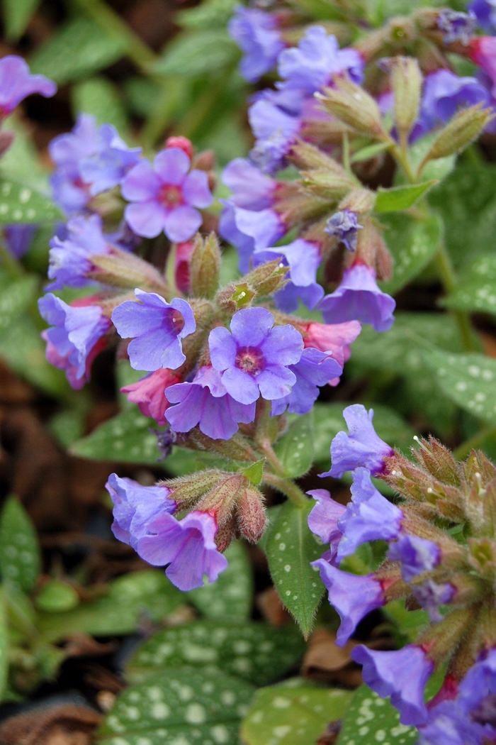 ''Trevi Fountain'' Lungwort - Pulmonaria from Paradise Acres Garden Center