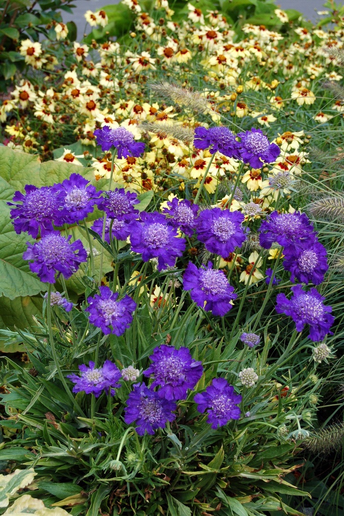 ''Vivid Violet'' Pincushion flower - Scabiosa columbaria from Paradise Acres Garden Center