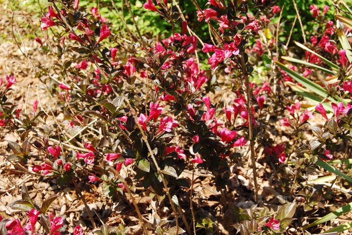 'Tango' - Weigela florida from Paradise Acres Garden Center