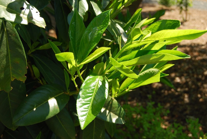 'Latifolia' English Laurel - Prunus laurocerasus from Paradise Acres Garden Center