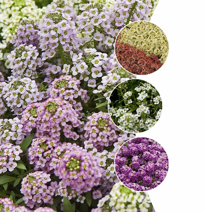 Assorted Alyssum - Lobularia from Paradise Acres Garden Center