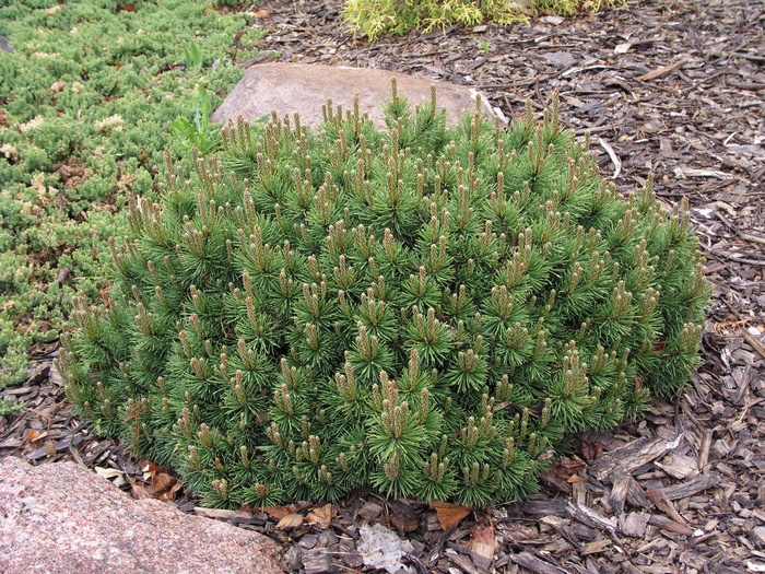 'Valley Cushion' Mugo Pine - Pinus mugo from Paradise Acres Garden Center