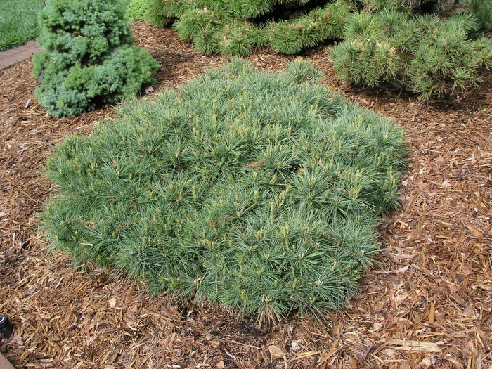 'Blue Shag' Dwarf Eastern White Pine - Pinus strobus from Paradise Acres Garden Center