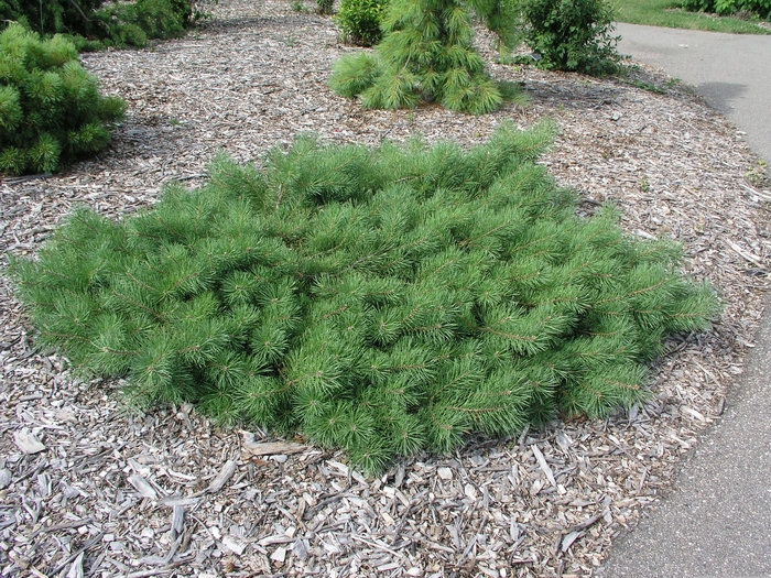 'Hillside Creeper' Trailing Scotch Pine - Pinus sylvestris from Paradise Acres Garden Center