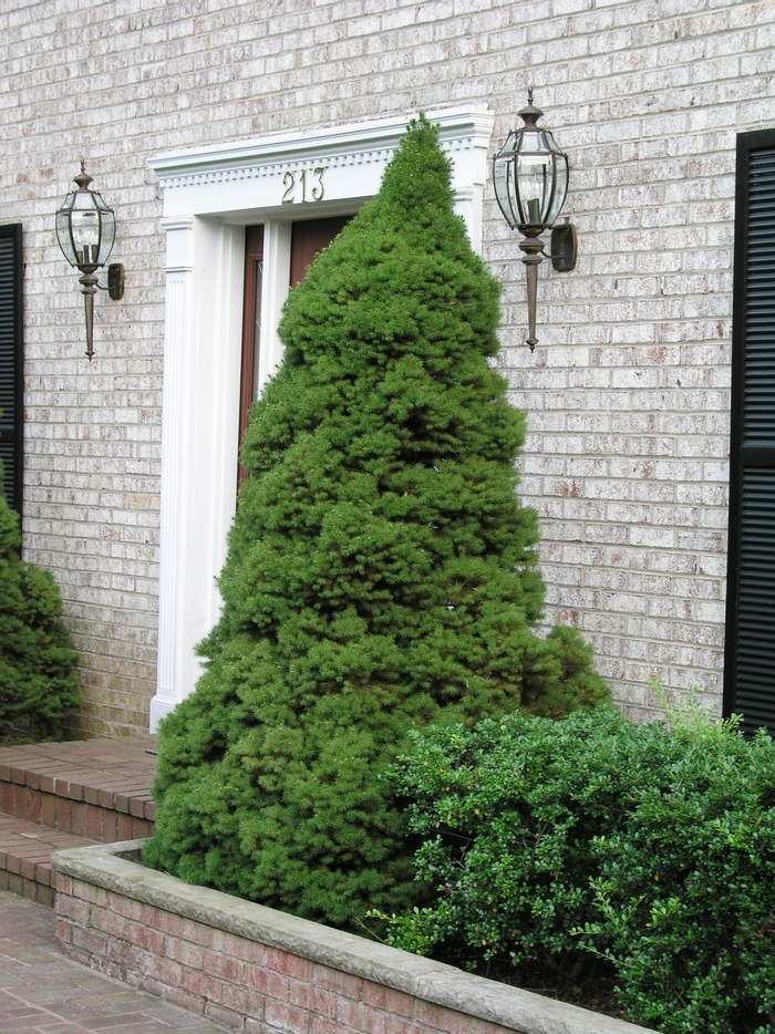 'Conica' White Spruce - Picea glauca from Paradise Acres Garden Center
