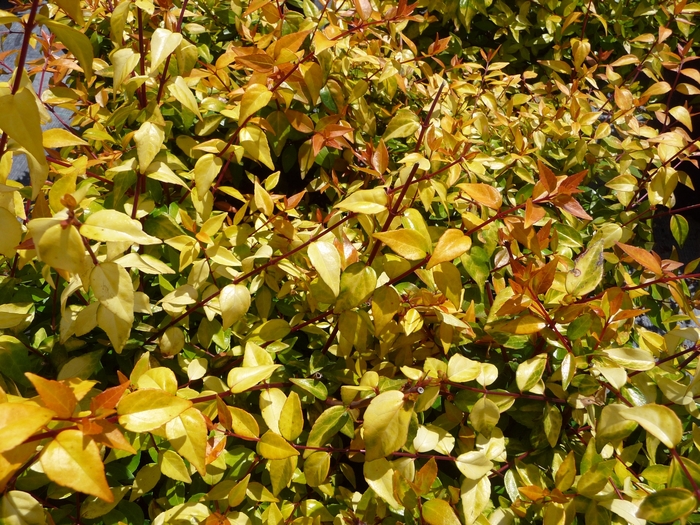 'Francis Mason' Glossy Abelia - Abelia x grandiflora from Paradise Acres Garden Center