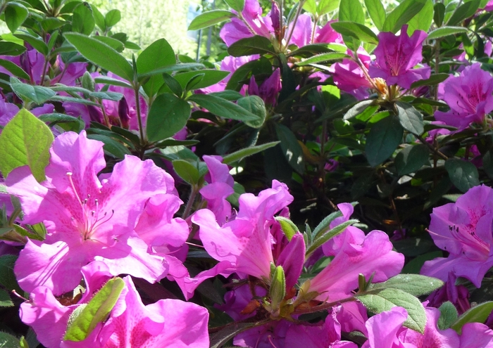 Encore® 'Autumn Royalty®' - Rhododendron (Azalea) from Paradise Acres Garden Center