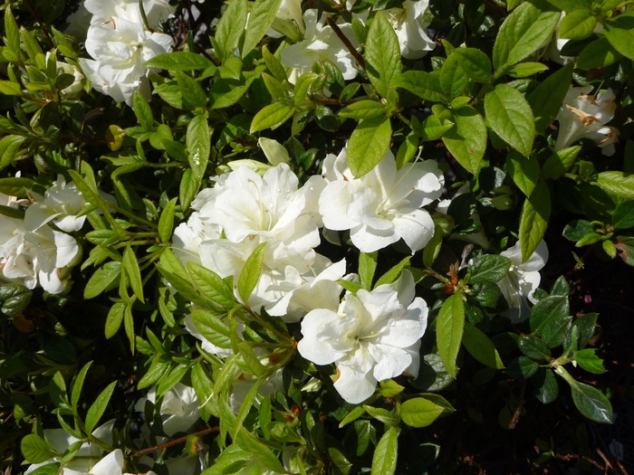 Encore&reg; 'Autumn Moonlight&reg;' - Rhododendron (Azalea) from Paradise Acres Garden Center