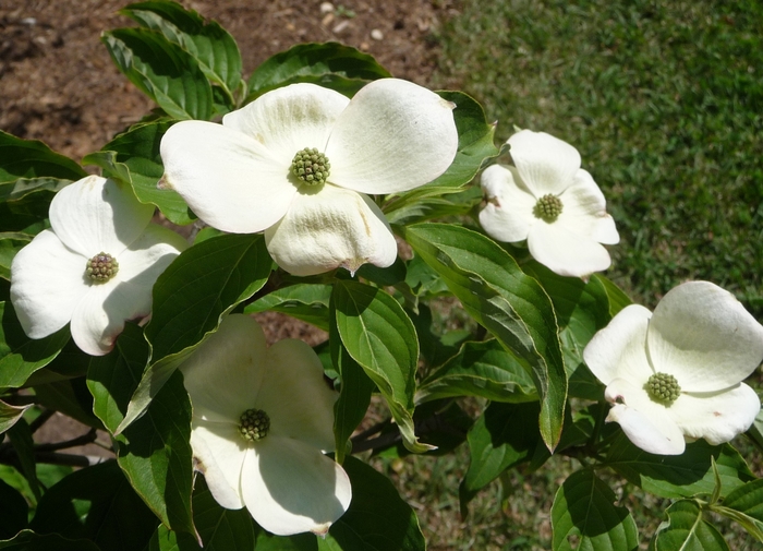 Chinese Dogwood or Kousa Dogwood - Cornus kousa from Paradise Acres Garden Center