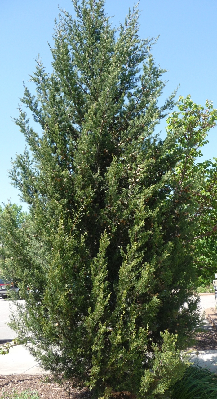 Italian Cypress - Cupressus sempervirens from Paradise Acres Garden Center