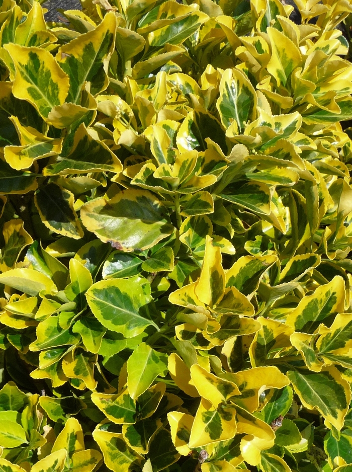 ''Aureo-marginatus'' Golden Euonymus - Euonymus japonicus from Paradise Acres Garden Center