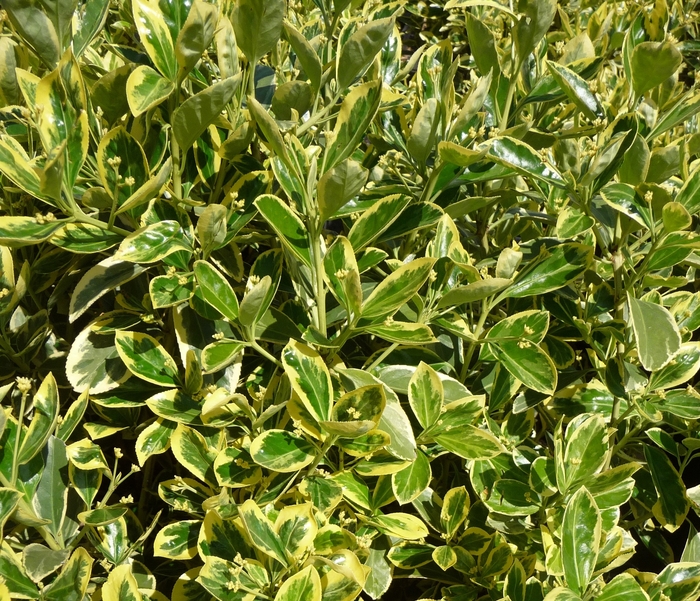''Silver King'' Japanese Euonymus - Euonymus japonicus from Paradise Acres Garden Center