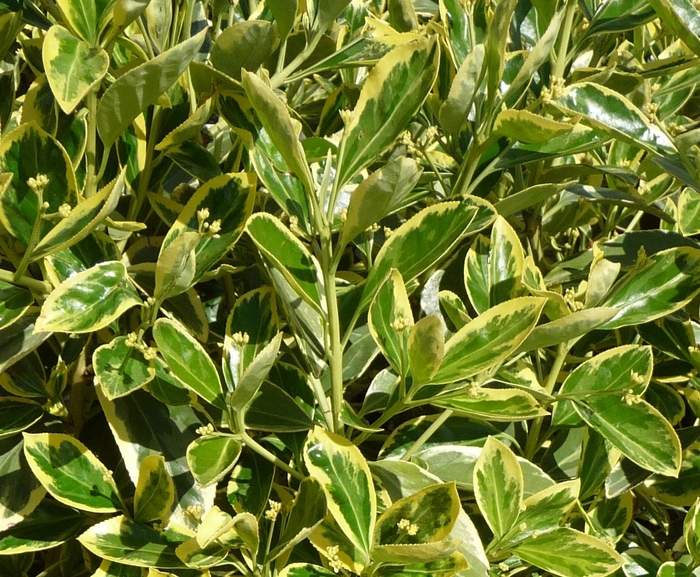 ''Silver King'' Japanese Euonymus - Euonymus japonicus from Paradise Acres Garden Center