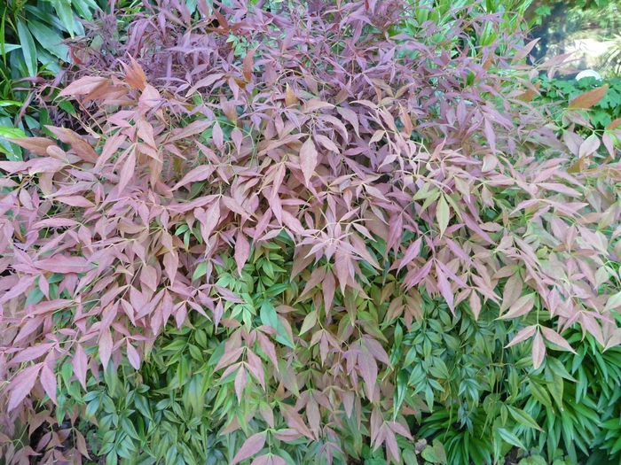 'Sienna Sunrise® (Monfar)' Sienna Sunrise® Compact Nandina - Nandina domestica from Paradise Acres Garden Center