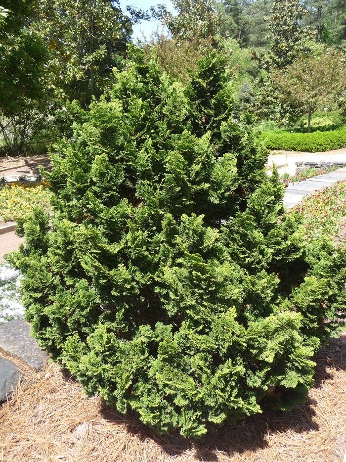 'Nana' Hinoki Falsecypress - Chamaecyparis obtusa from Paradise Acres Garden Center