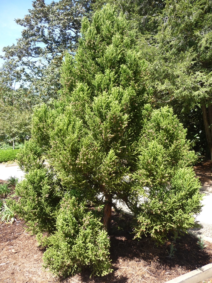 'Black Dragon' - Cryptomeria japonica from Paradise Acres Garden Center