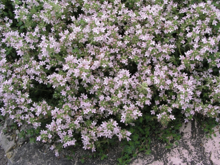 'Pink Chintz' Thyme - Thymus serpyllum from Paradise Acres Garden Center