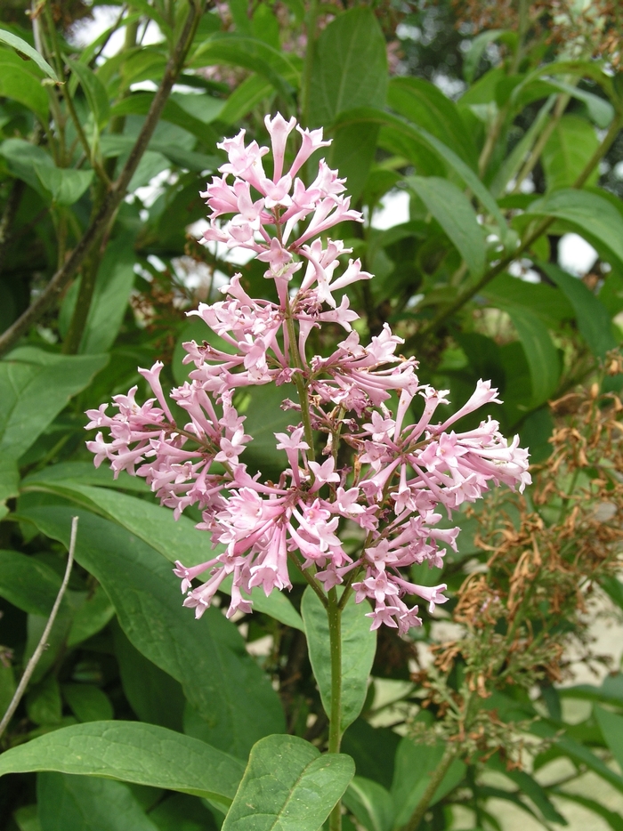 'James MacFarlane' Lilac - Syringa x prestoniae from Paradise Acres Garden Center