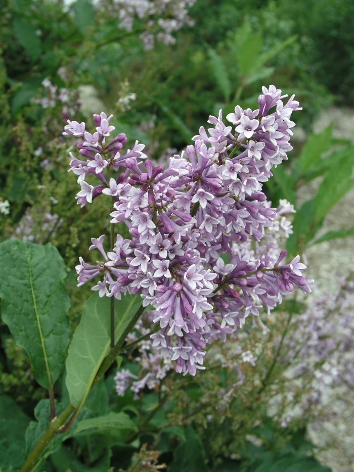 'Donald Wyman' Lilac - Syringa x prestoniae from Paradise Acres Garden Center