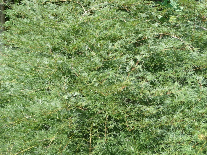 'Emerald Lace' Japanese Maple - Acer palmatum var. dissectum from Paradise Acres Garden Center