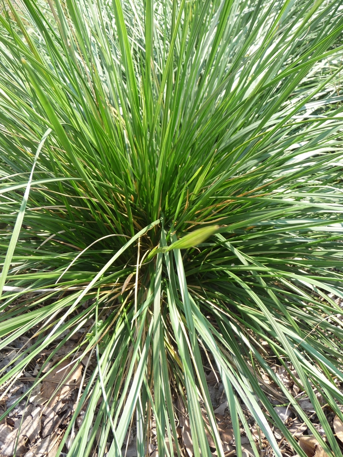 Tufted Hair Grass - Deschampsia cespitosa from Paradise Acres Garden Center
