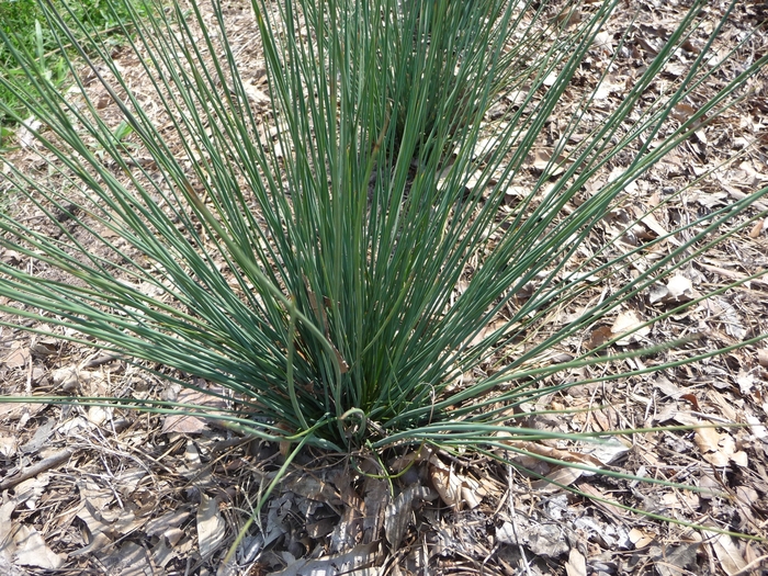 ''Blue Dart'' Common Rush - Juncus tenuis from Paradise Acres Garden Center