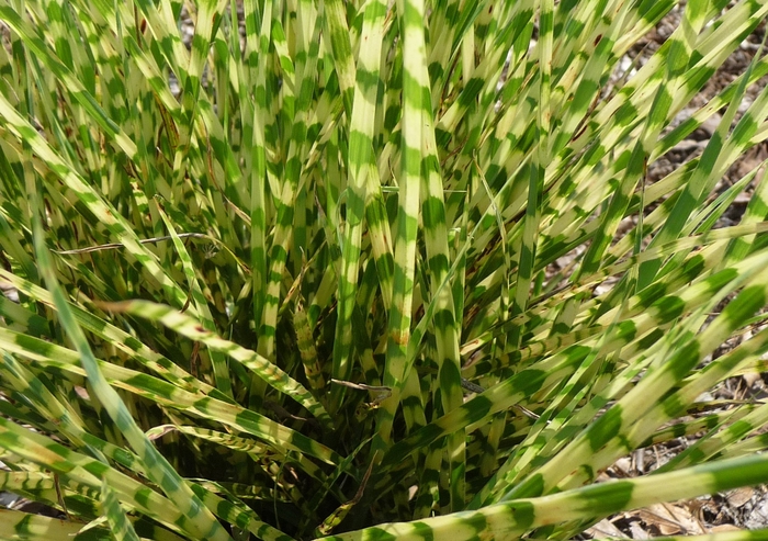 'Gold Bar' Maiden Grass - Miscanthus sinensis from Paradise Acres Garden Center