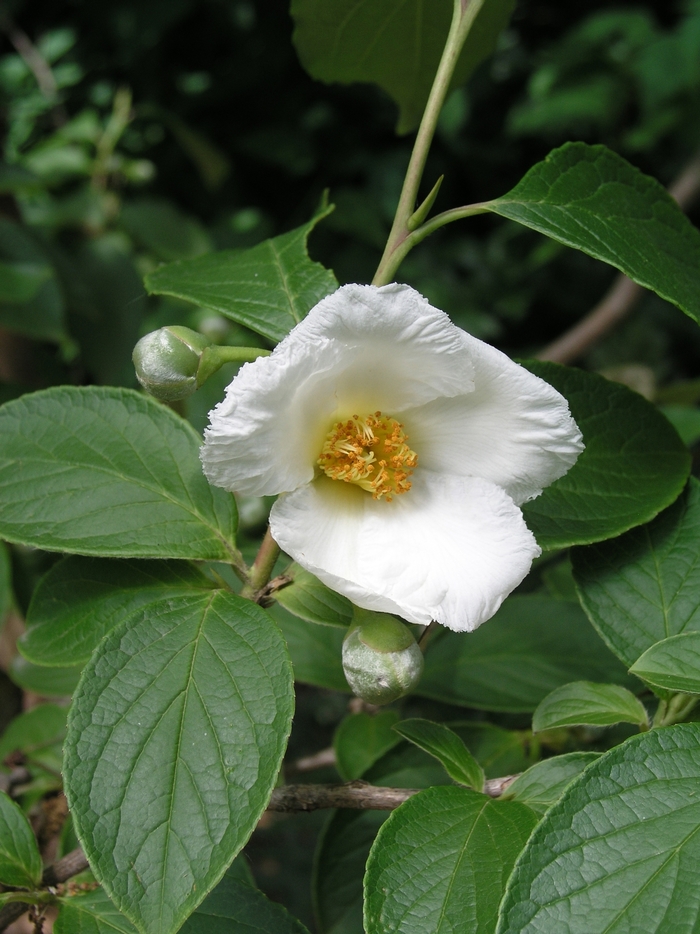 Japanese Stewartia - Stewartia pseudocamellia from Paradise Acres Garden Center
