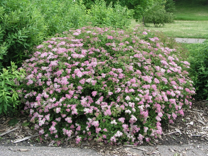 'Little Princess' Spirea - Spiraea japonica from Paradise Acres Garden Center