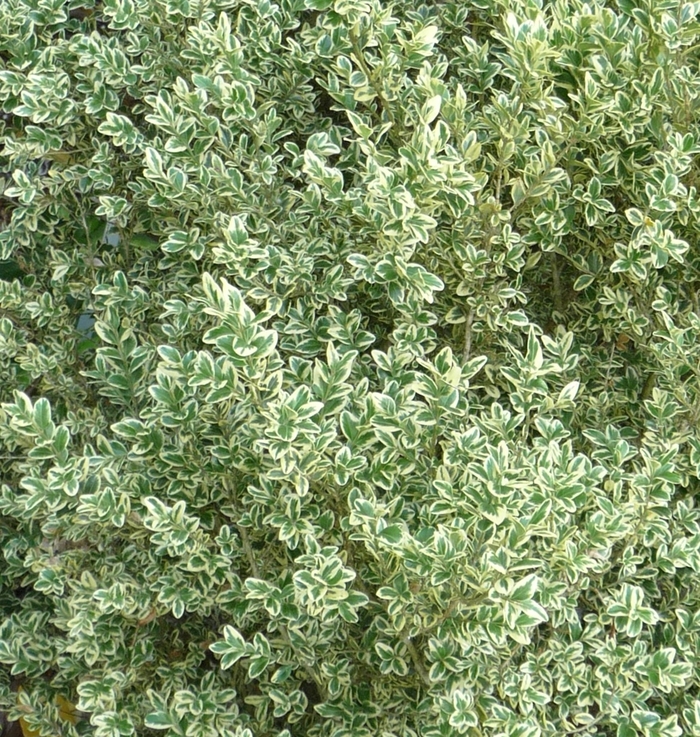 'Elegantissima' Boxwood - Buxus sempervirens from Paradise Acres Garden Center
