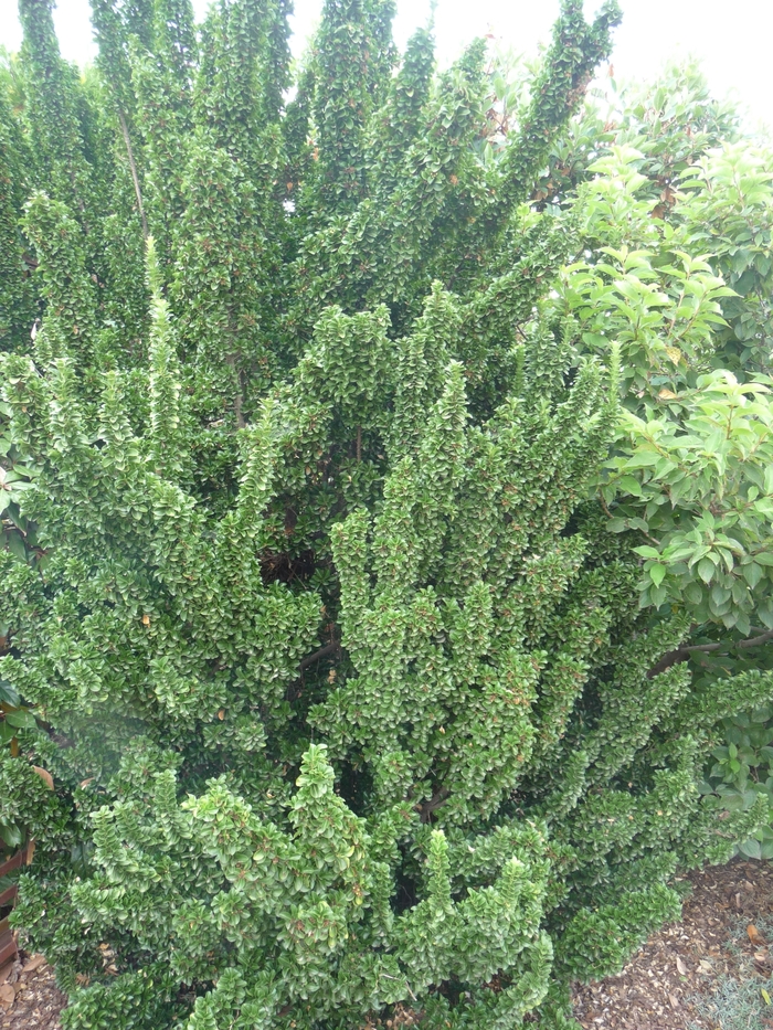 'Green Spire' Japanese Euonymus - Euonymus japonicus from Paradise Acres Garden Center