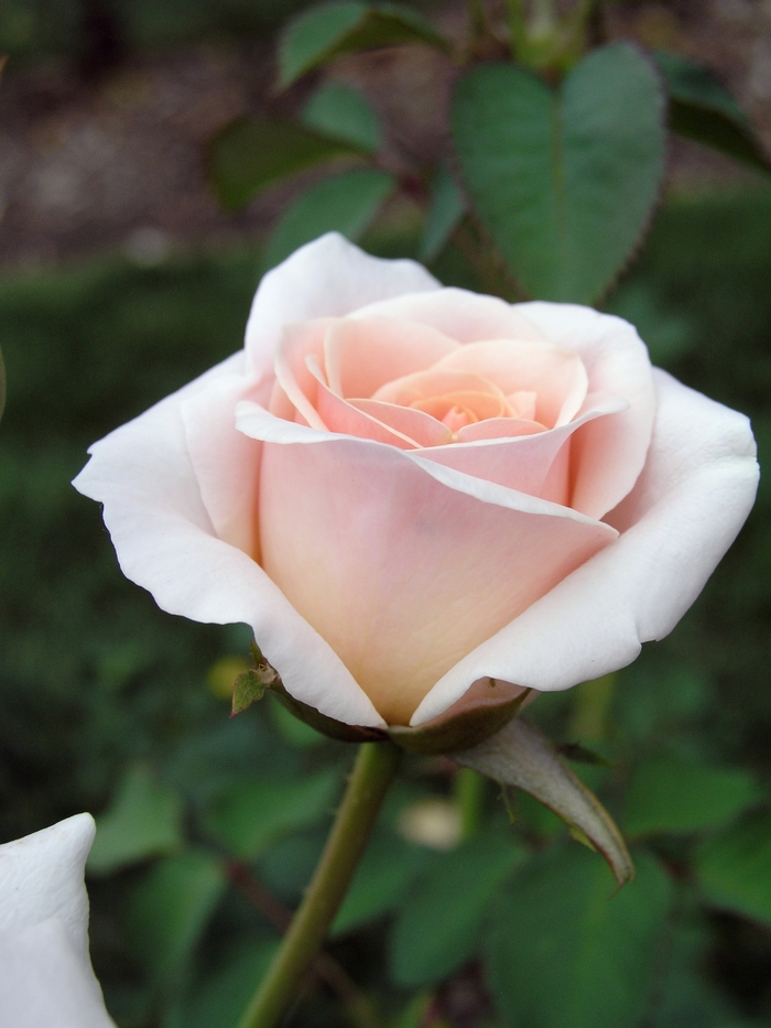 'Pretty Lady' Rose - Rosa from Paradise Acres Garden Center