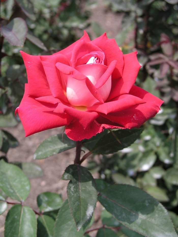 'Love' Love Rose - Rosa from Paradise Acres Garden Center