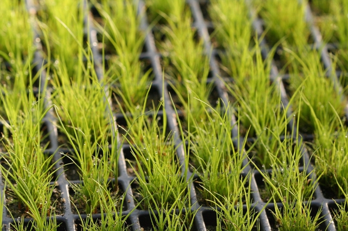 Soft Rush - Juncus effusus from Paradise Acres Garden Center