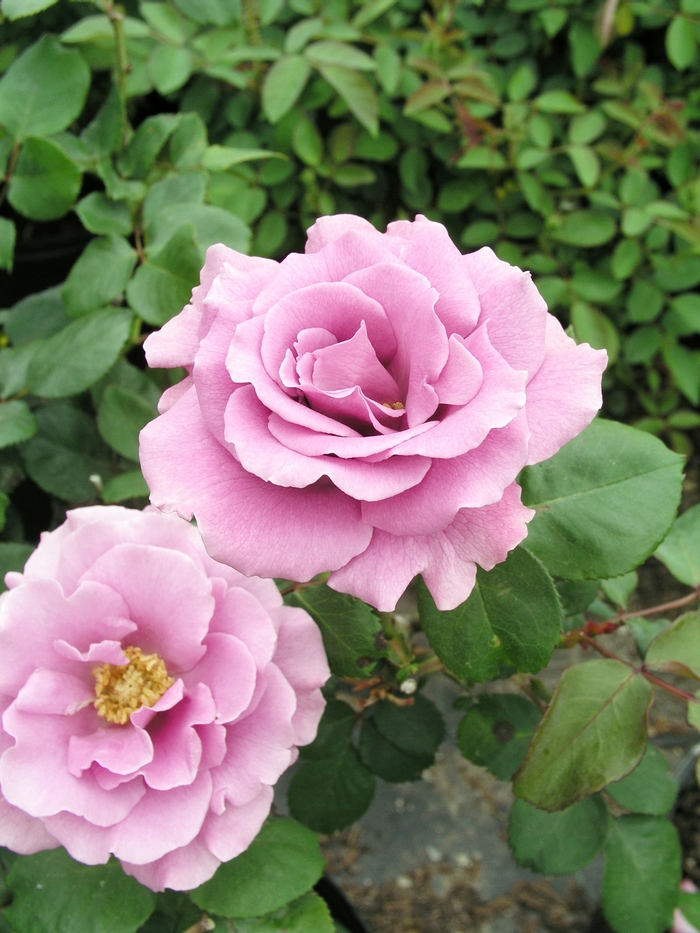 'Angel Face' Rose - Rosa from Paradise Acres Garden Center