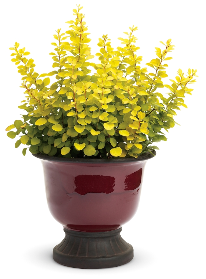 'Sunjoy Gold Pillar®' Barberry - Berberis thunbergii from Paradise Acres Garden Center