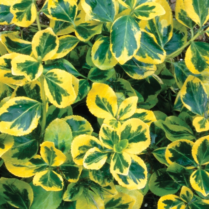 ''Gold Splash®'' Wintercreeper - Euonymus fortunei from Paradise Acres Garden Center