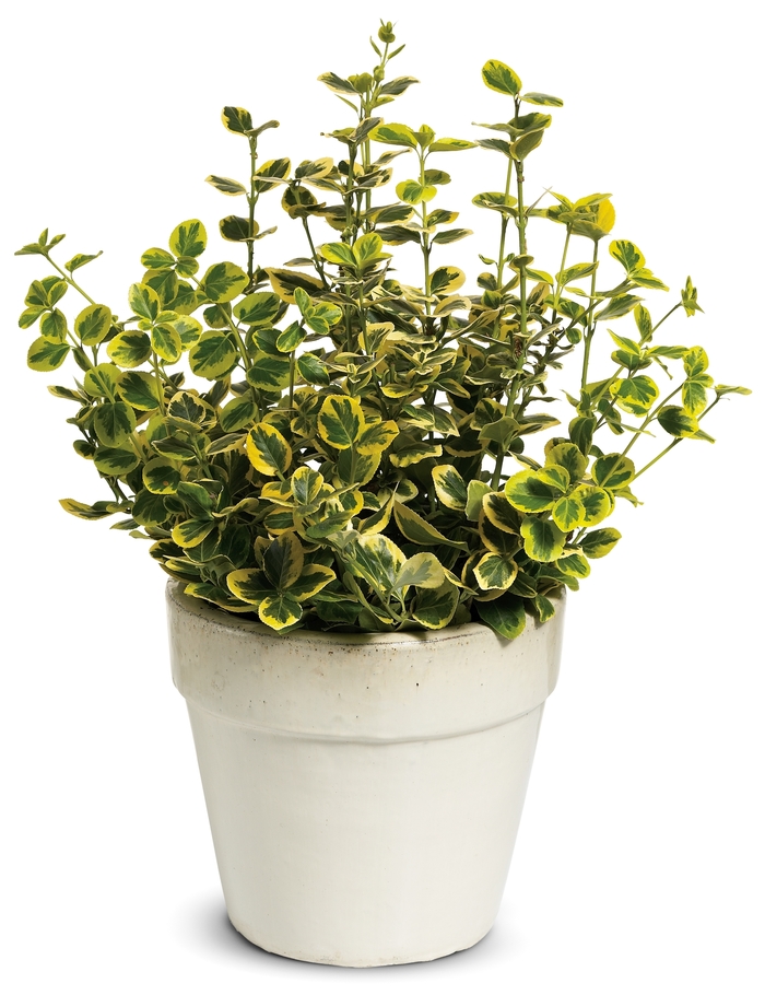 ''Gold Splash&reg;'' Wintercreeper - Euonymus fortunei from Paradise Acres Garden Center