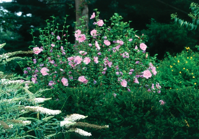 ''Lavender Chiffon®'' Rose Of Sharon - Hibiscus syriacus from Paradise Acres Garden Center