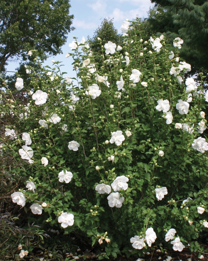 ''White Chiffon®'' Rose of Sharon - Hibiscus syriacus from Paradise Acres Garden Center