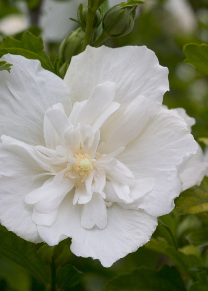 ''White Chiffon&reg;'' Rose of Sharon - Hibiscus syriacus from Paradise Acres Garden Center