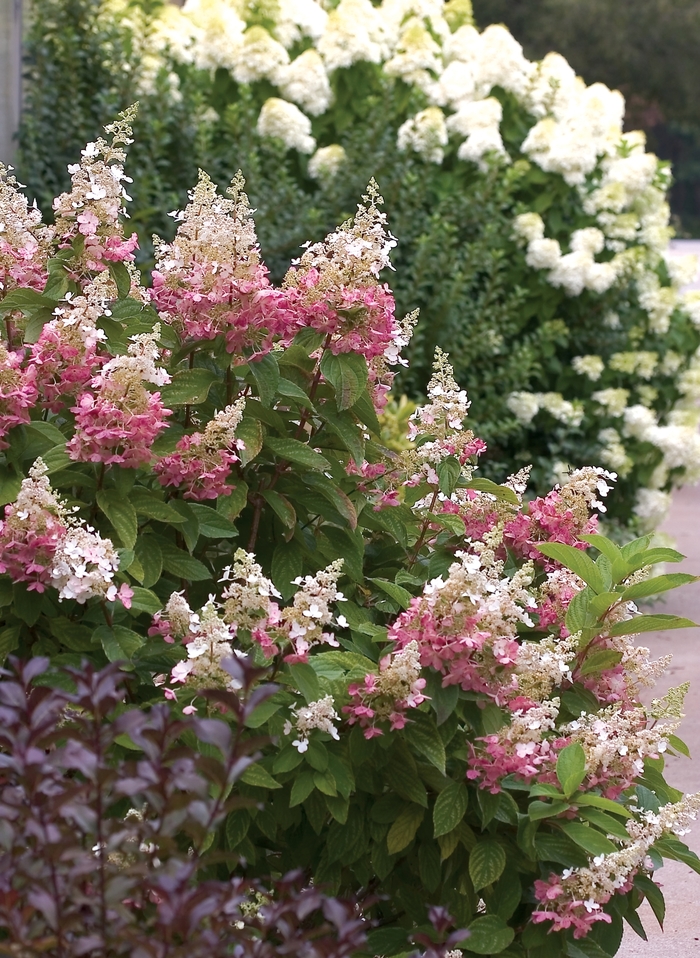 'Pinky Winky®' Panicle Hydrangea - Hydrangea paniculata from Paradise Acres Garden Center