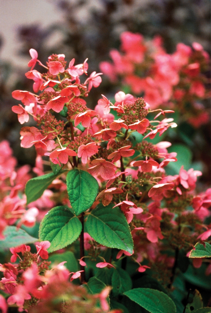 ''Quick Fire®'' Panicle Hydrangea - Hydrangea paniculata from Paradise Acres Garden Center