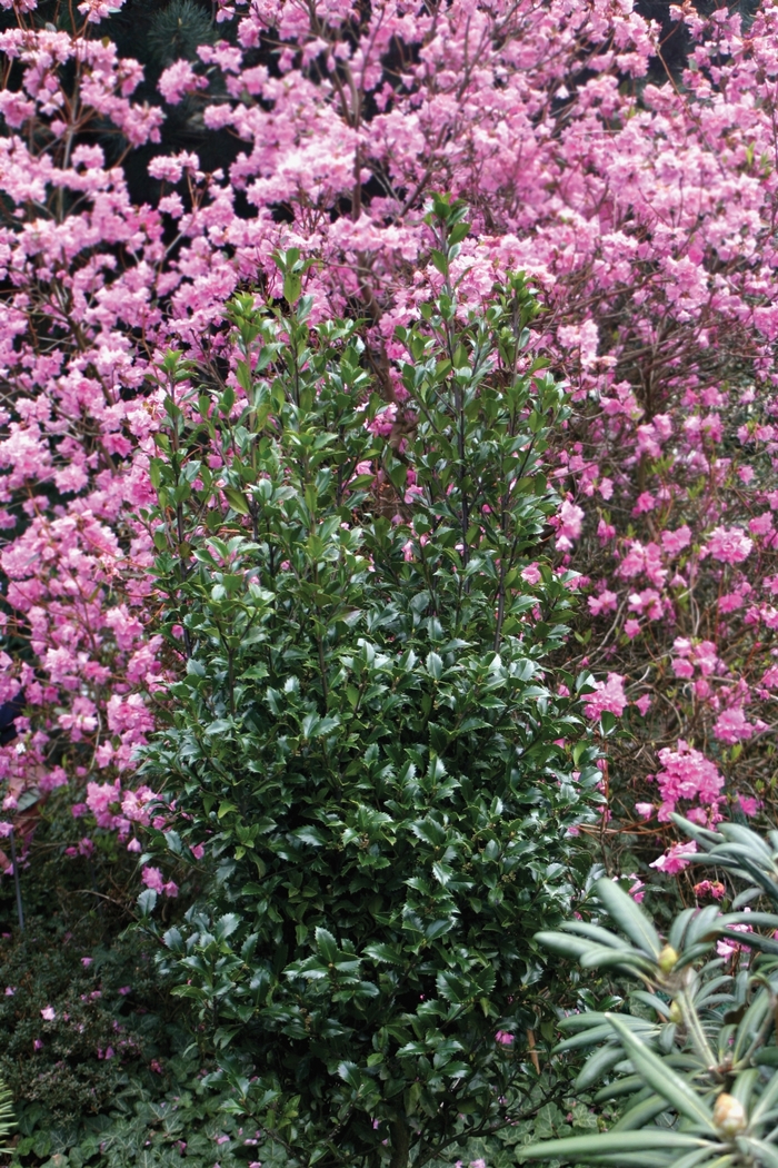 'Castle Wall&reg;' Blue Holly - Ilex x meserveae from Paradise Acres Garden Center