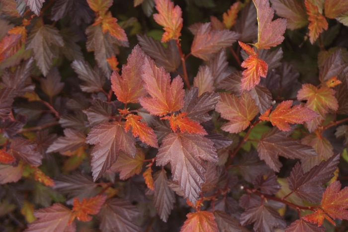 ''Coppertina&reg;'' Ninebark - Physocarpus opulifolius from Paradise Acres Garden Center