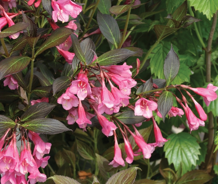 Fine Wine® - Weigela florida from Paradise Acres Garden Center