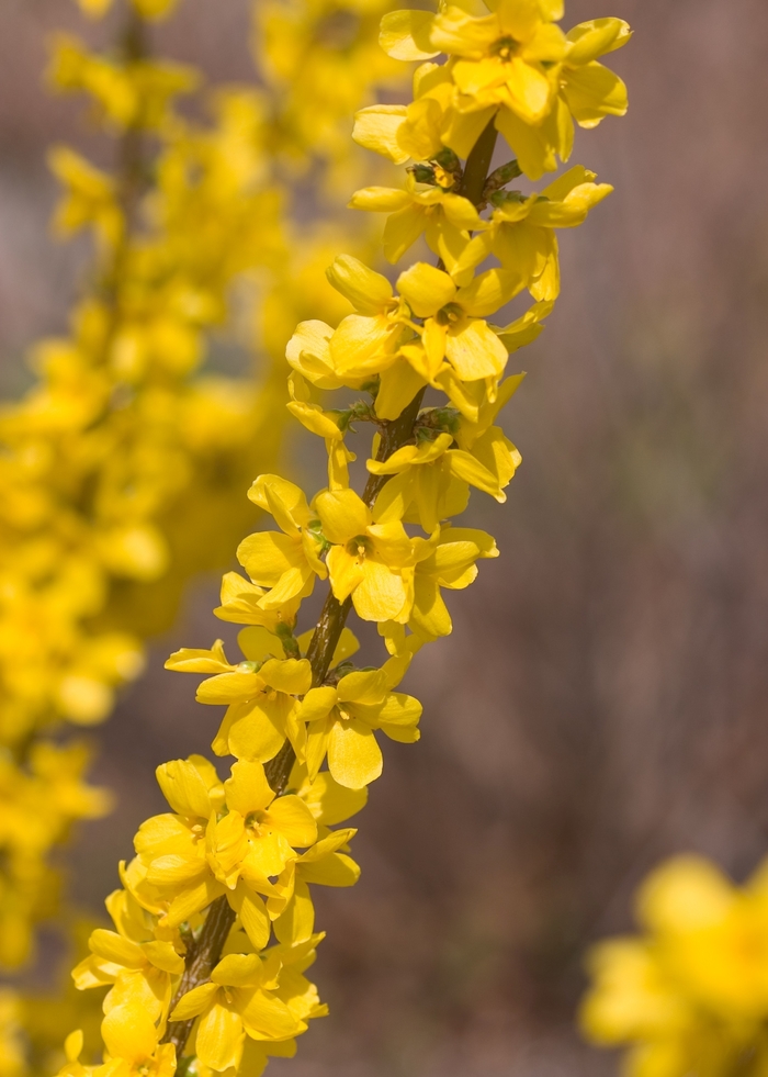 Show Off® - Forsythia x intermedia from Paradise Acres Garden Center