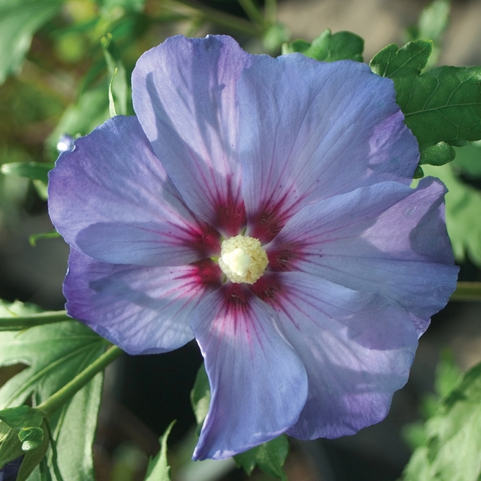 'Azurri Blue Satin&reg;' Rose of Sharon - Hibiscus syriacus from Paradise Acres Garden Center