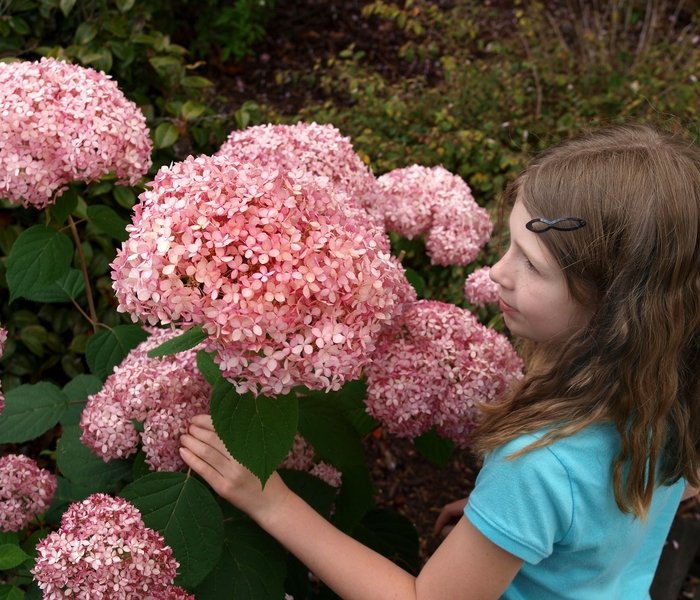 Invincibelle&reg; ''Spirit'' - Hydrangea arborescens (Smooth Hydrangea) from Paradise Acres Garden Center